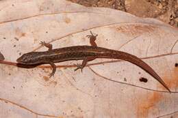 Image of Czechuras Litter-skink