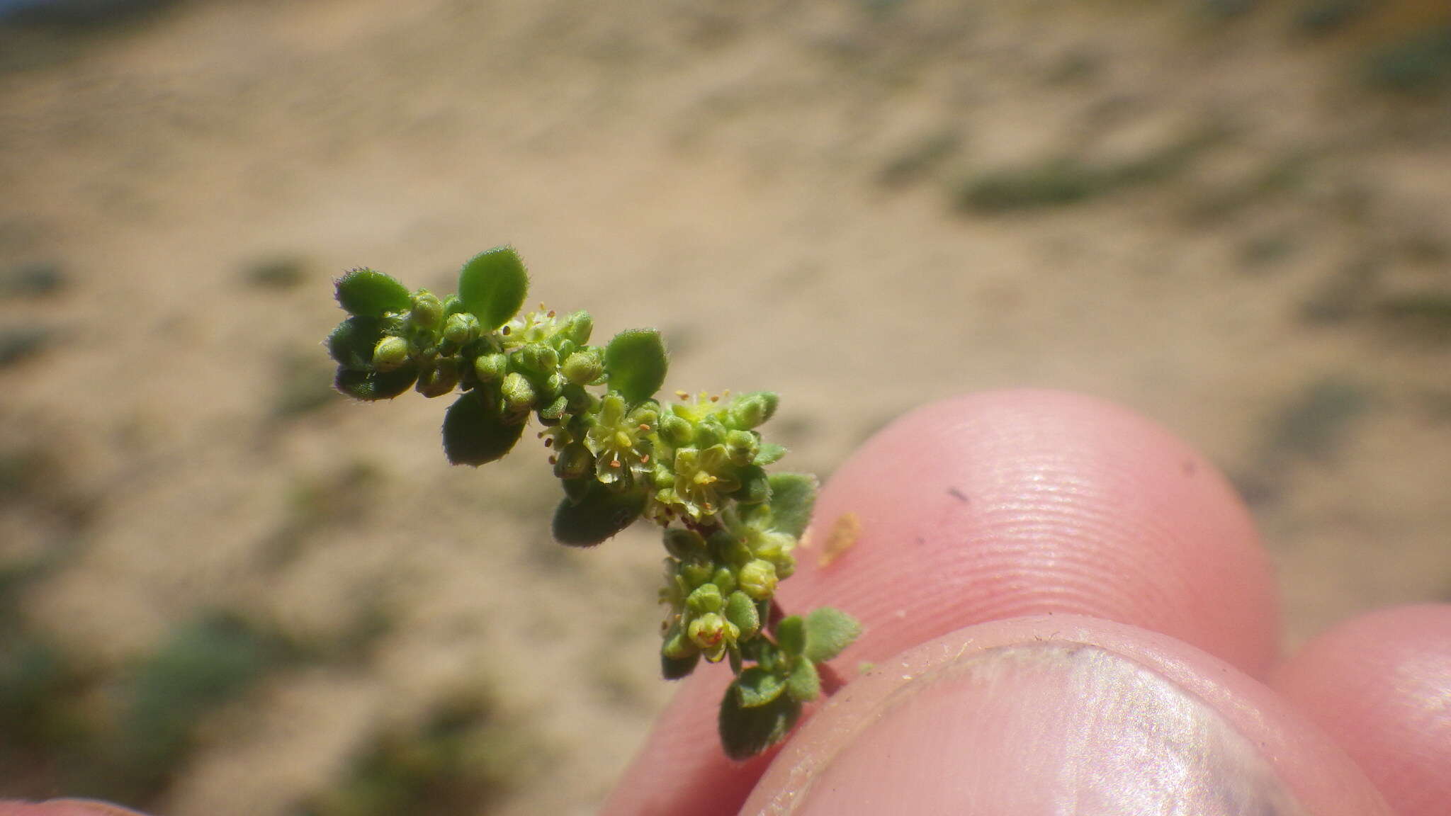 Image of Herniaria ciliolata subsp. robusta Chaudhri