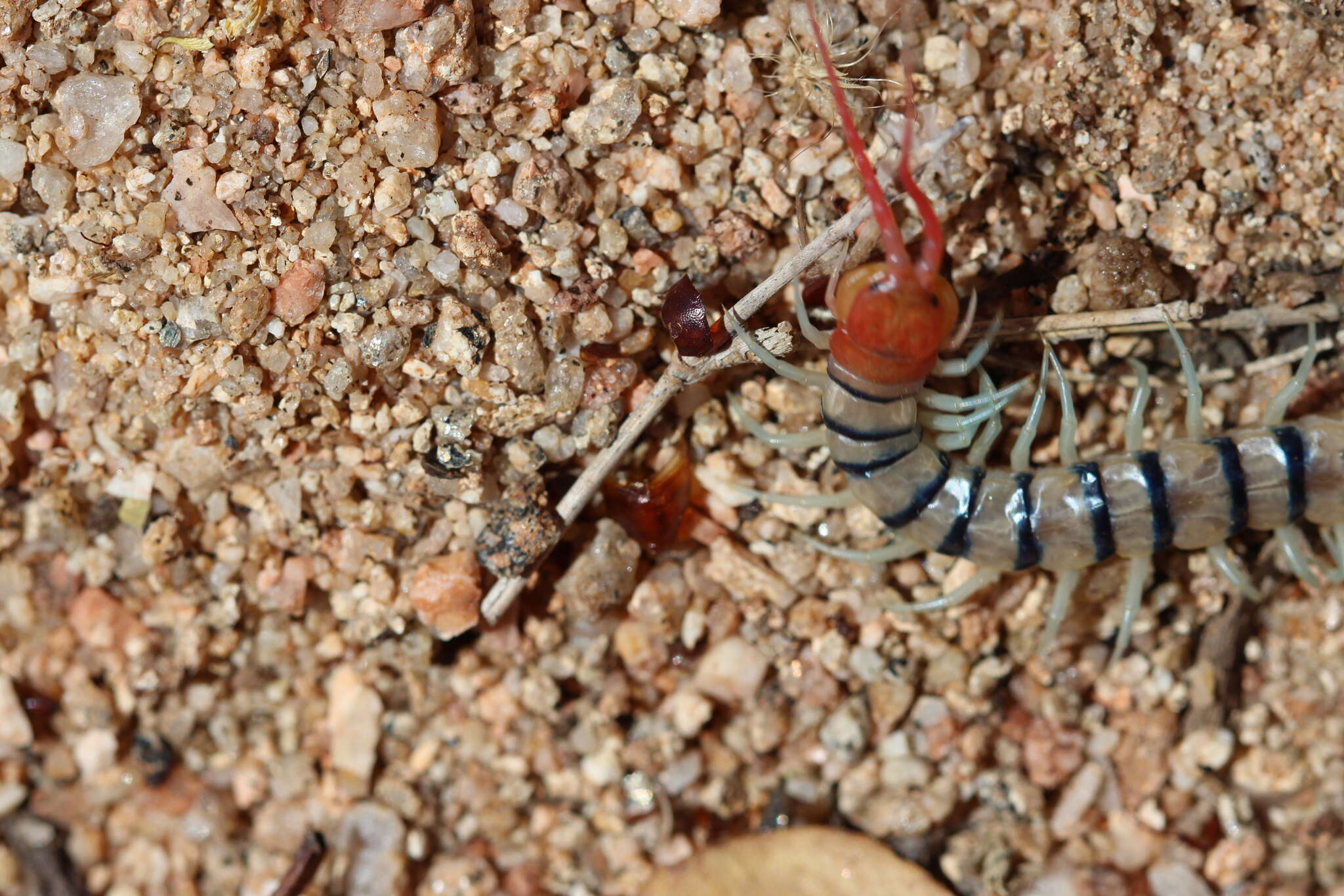 Image of red-headed centipede