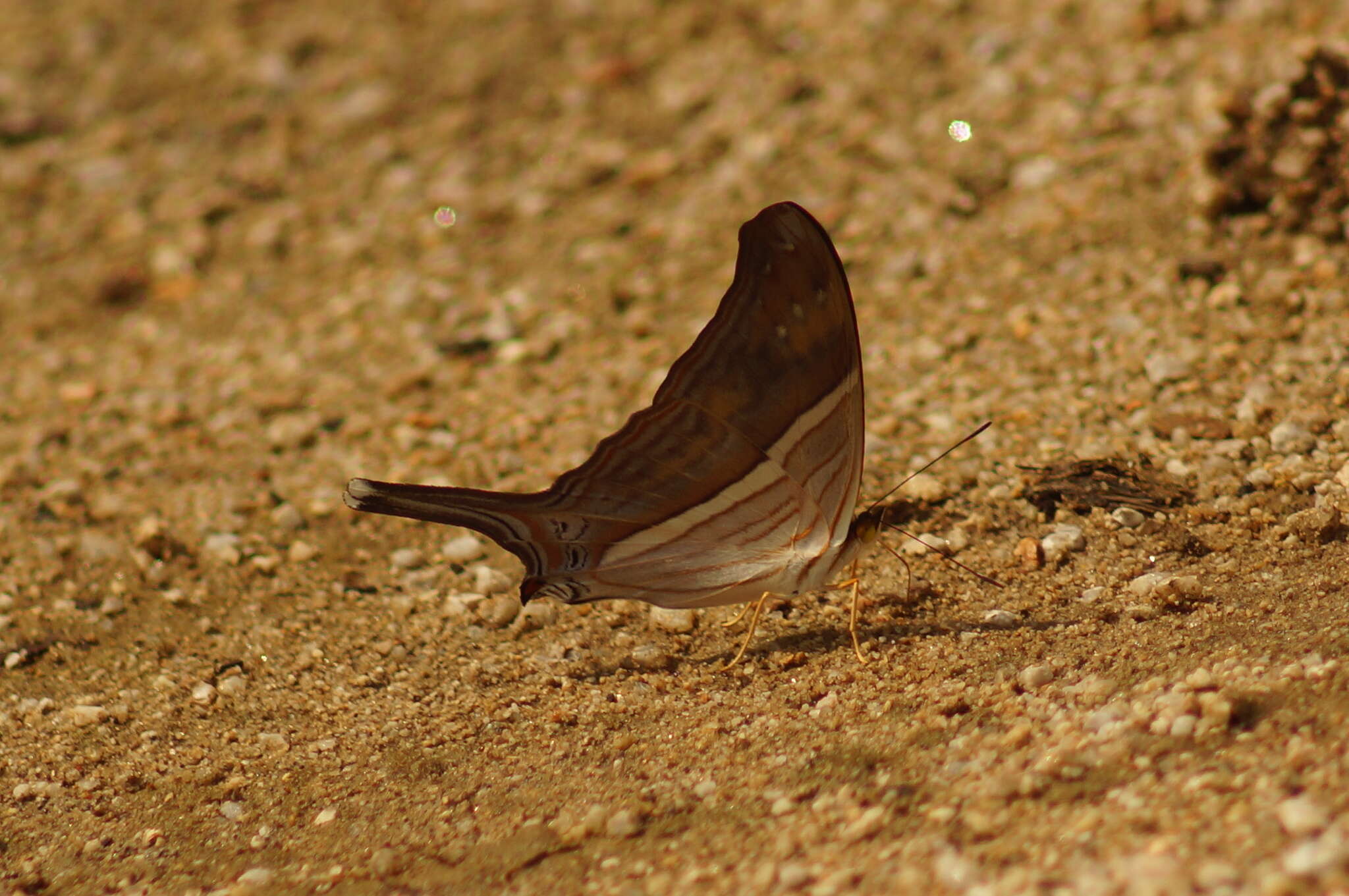 Image of Many-banded Daggerwing