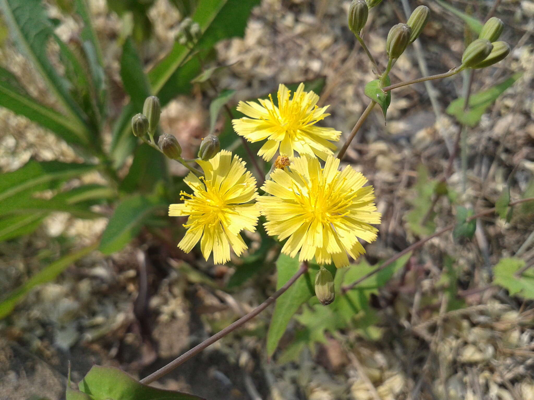 Image of Crepidiastrum sonchifolium (Maxim.) J. H. Pak & Kawano