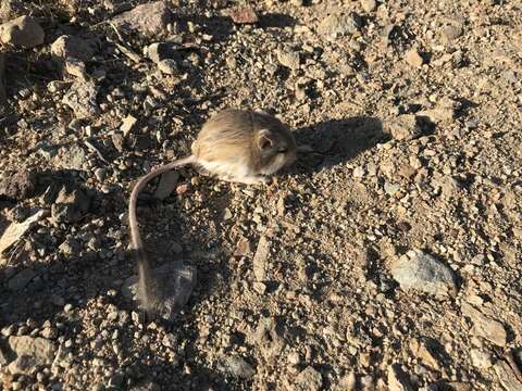 Image of Merriam's Kangaroo Rat