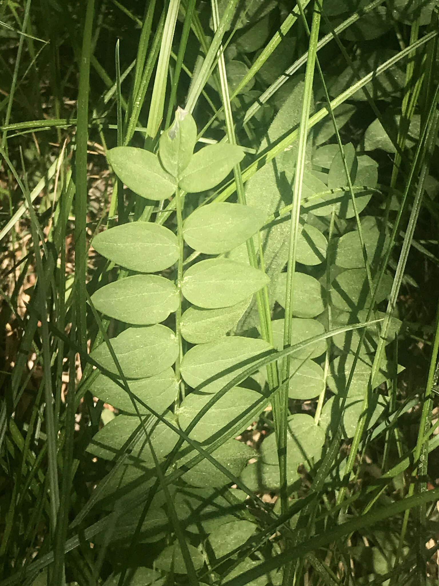 Image of western polemonium