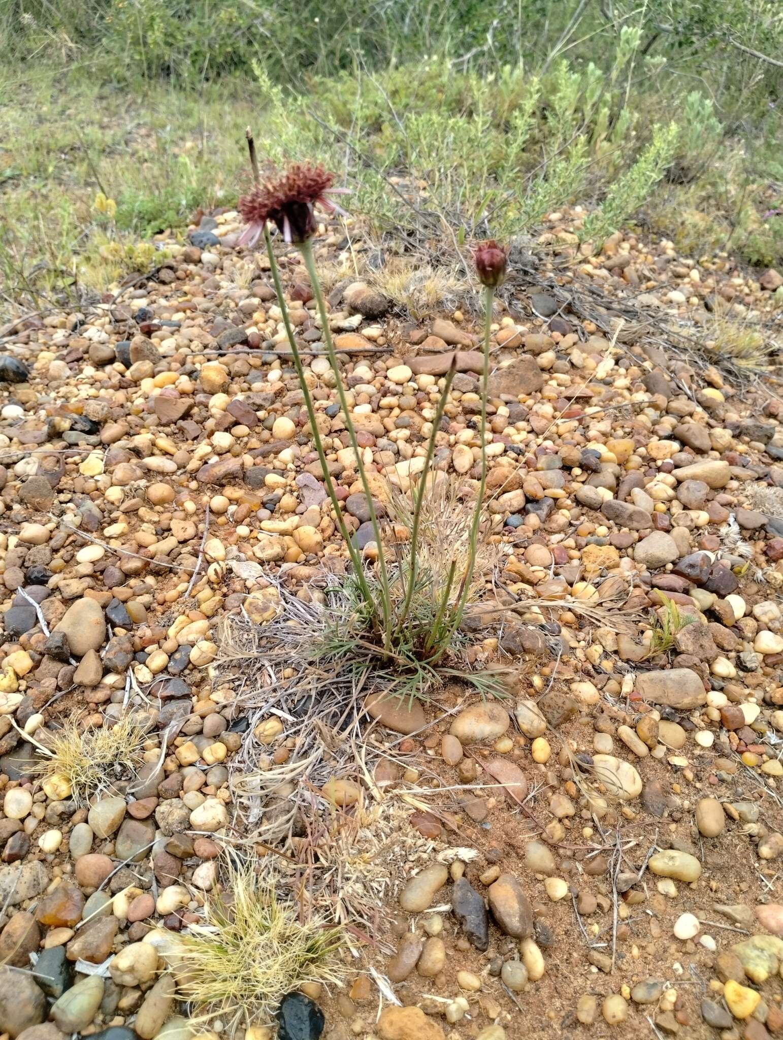 Image of Isostigma peucedanifolium (Spreng.) Less.