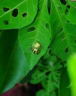 Image of Tortoise beetle