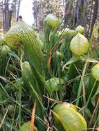 Image of California Pitcher Plant