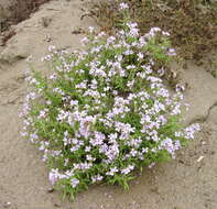 Image of Cakile maritima subsp. euxina (Pobed.) Nyár.