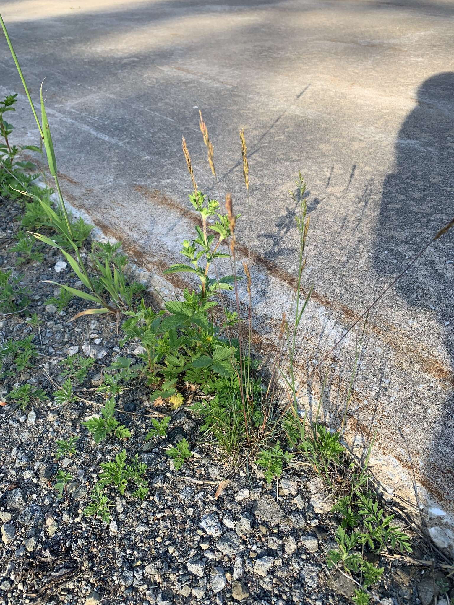 Image of hard fescue