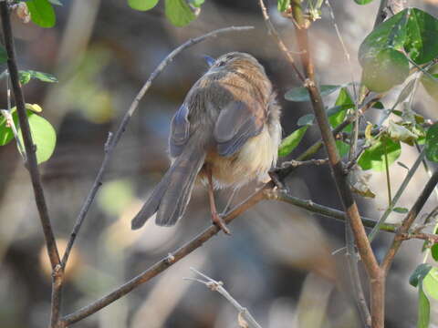 Sivun Prinia subflava affinis (Smith & A 1843) kuva