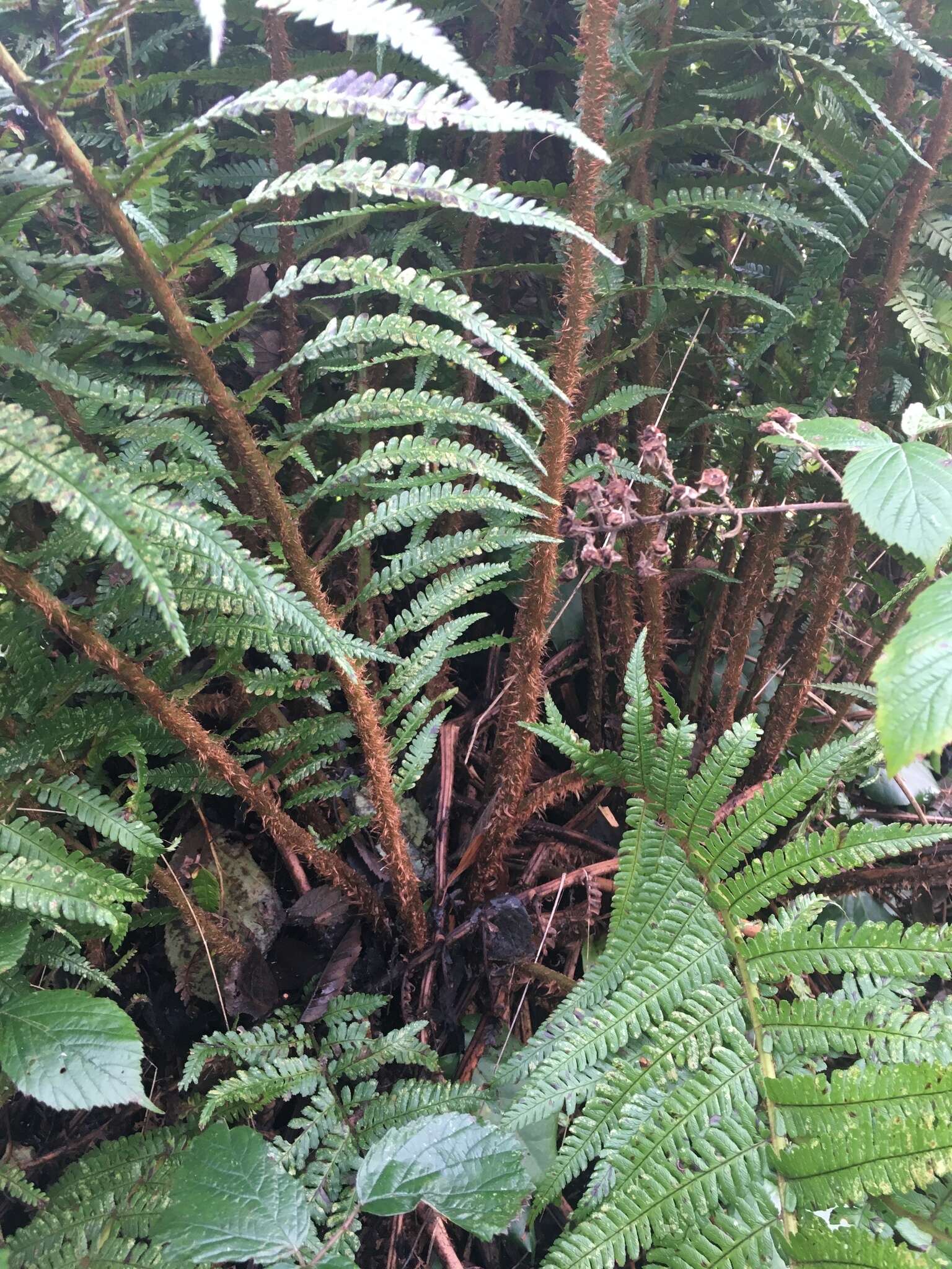 Image de Dryopteris affinis subsp. affinis