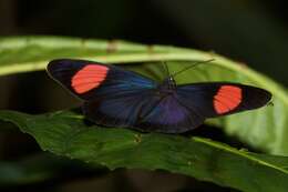 Imagem de Batesia hypochlora Felder 1862