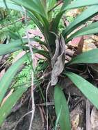 Imagem de Cordyline stricta (Sims) Endl.