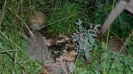 Image of Eastern European Hedgehog