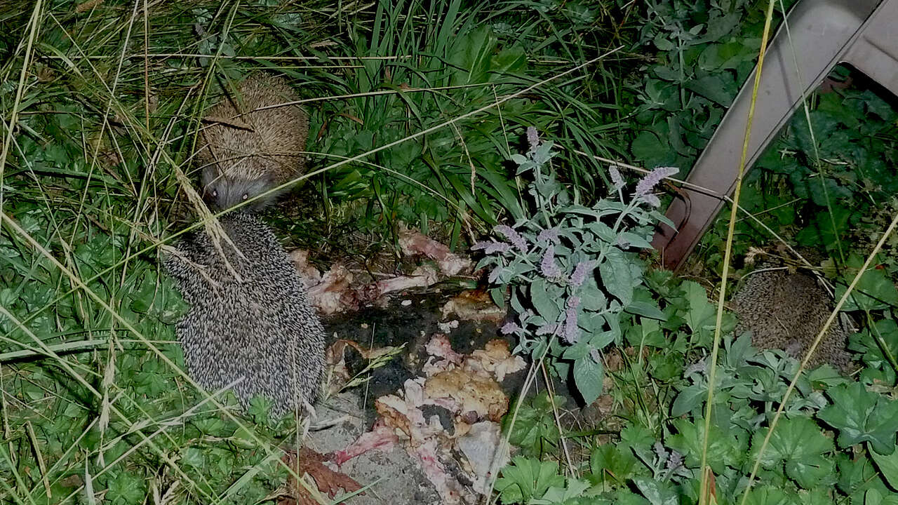 Image of Eastern European Hedgehog