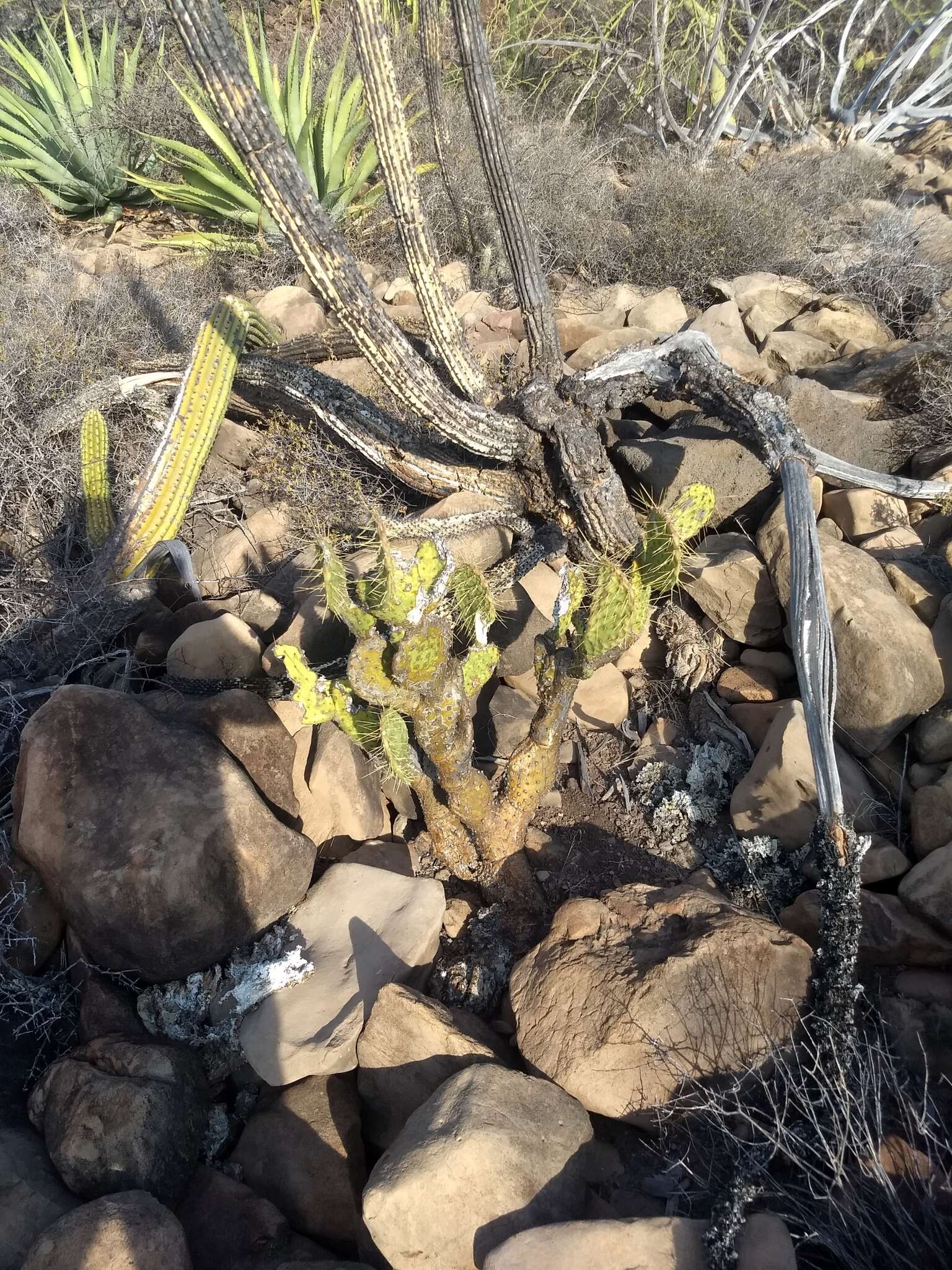 Opuntia comonduensis resmi