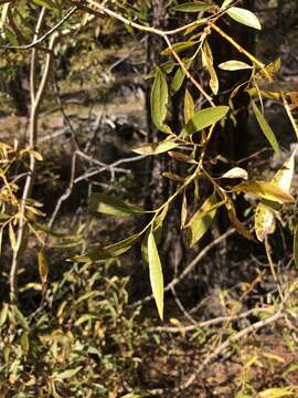 Salix lemmonii Bebb的圖片