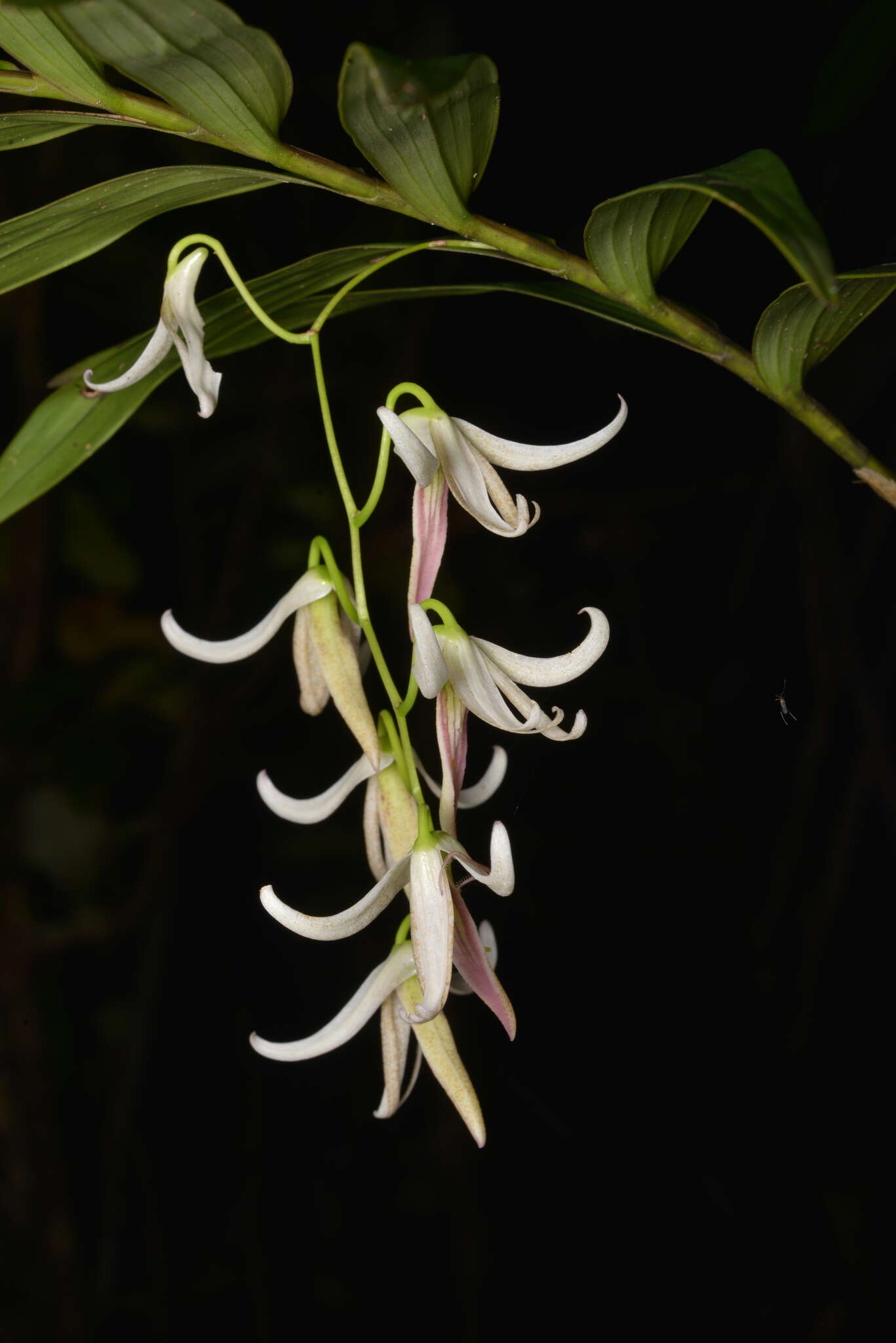 Dendrobium fractiflexum Finet的圖片