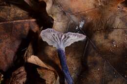 Image of Entoloma callichroum E. Horak & Noordel. 1983