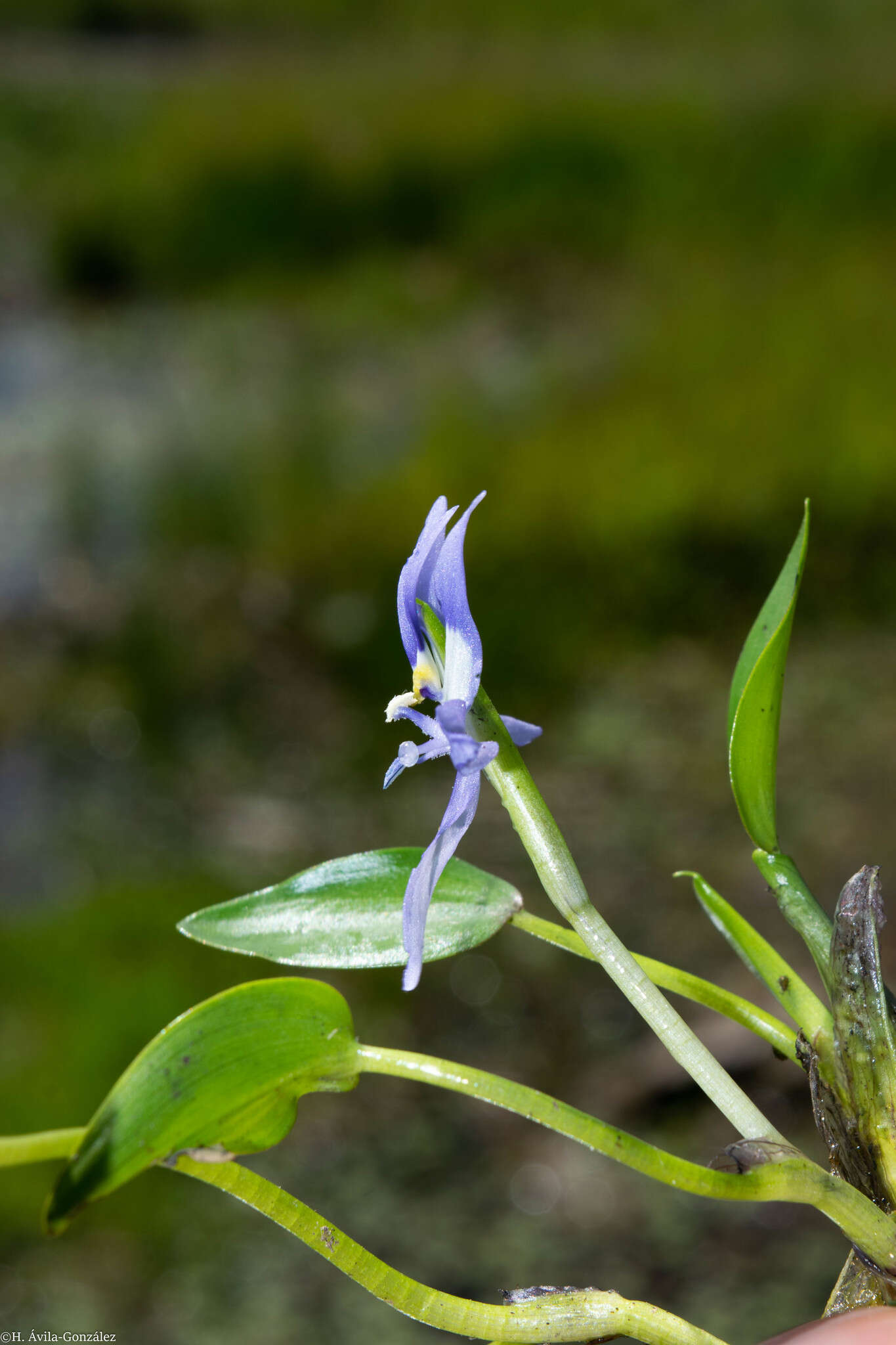 Image de Heteranthera rotundifolia (Kunth) Griseb.