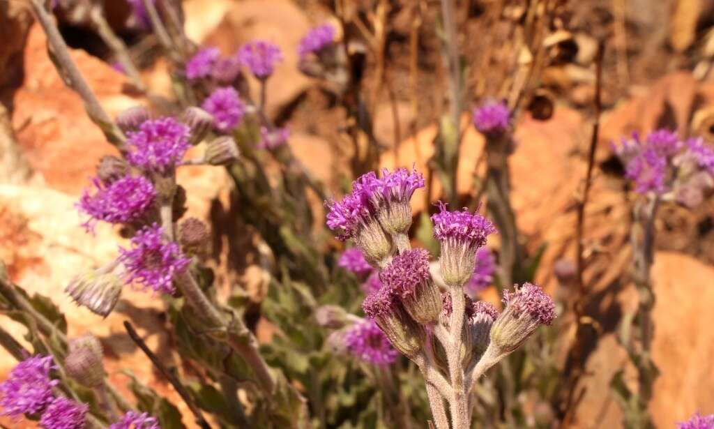 Image of Hilliardiella sutherlandii (Harv.) H. Rob.