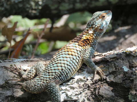 Image of Sceloporus torquatus binocularis Dunn 1936