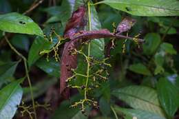 Image of Palicourea solitudinum (Standl.) Borhidi