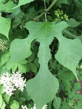 Image of paper mulberry