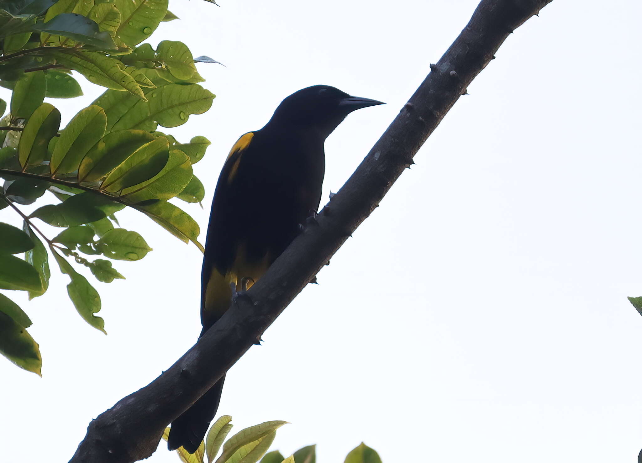 Image of Puerto Rican Oriole