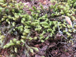 Image of horn calcareous moss