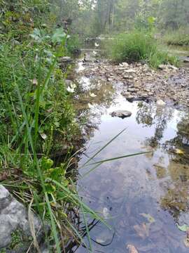 Image of largeleaf grass of Parnassus