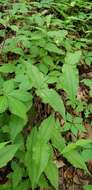 Image of Blue Ridge catchfly