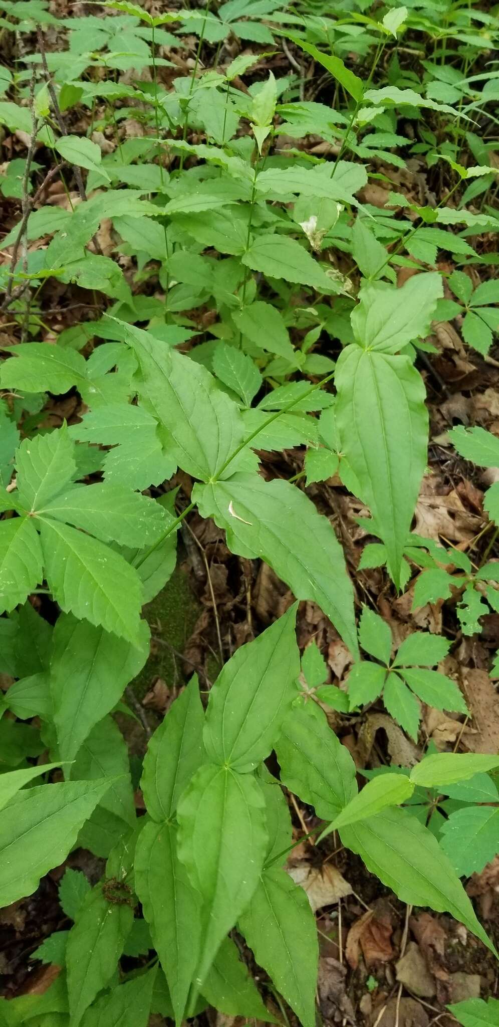 Image of Blue Ridge catchfly