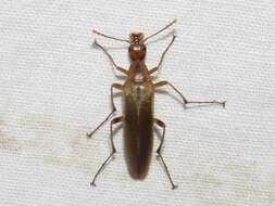 Image of False Leptura Beetle