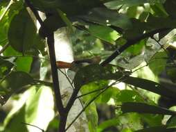 Image of Chestnut-capped Flycatcher