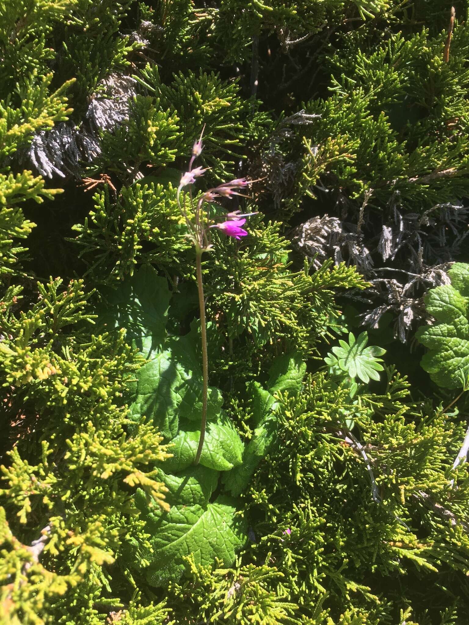 Image of Primula matthioli Richt.