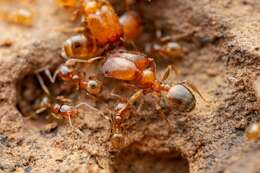 Pheidole pilifera (Roger 1863)的圖片