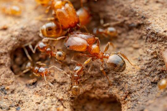 Pheidole pilifera (Roger 1863)的圖片