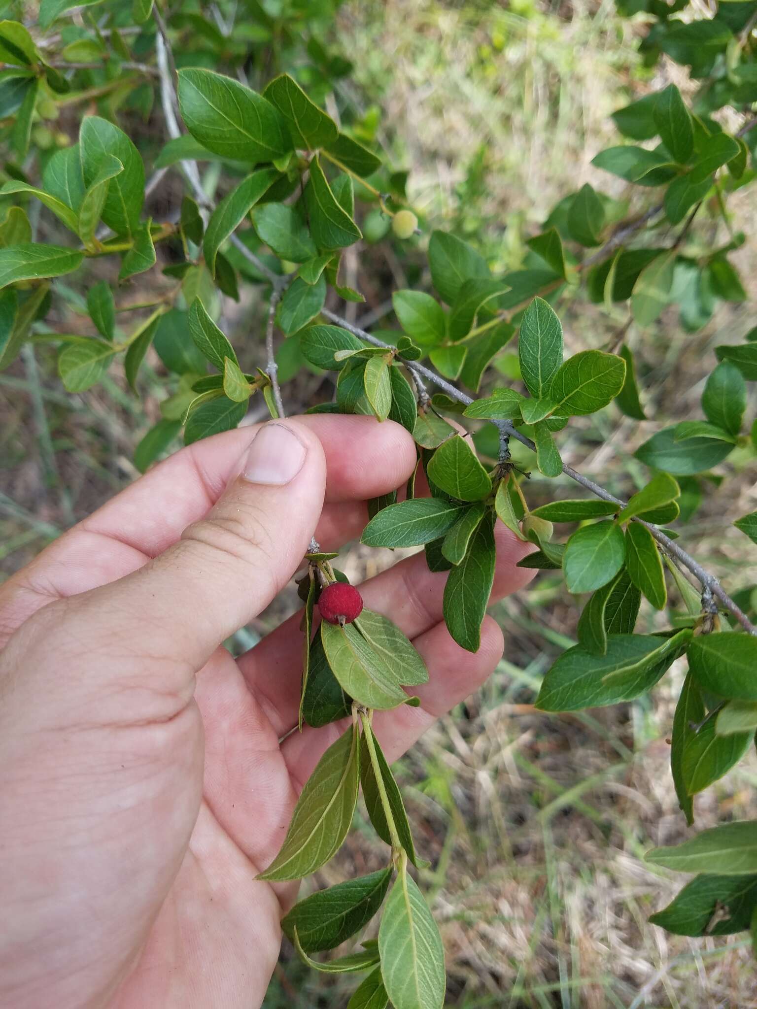 Image of Hammock Velvetseed