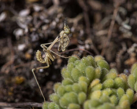 Plancia ëd Empusa