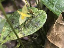 Imagem de Pleurothallis prolaticollaris Luer