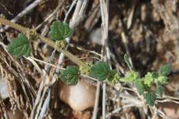 Sivun Dysphania cristata (F. Müll.) Mosyakin & Clemants kuva