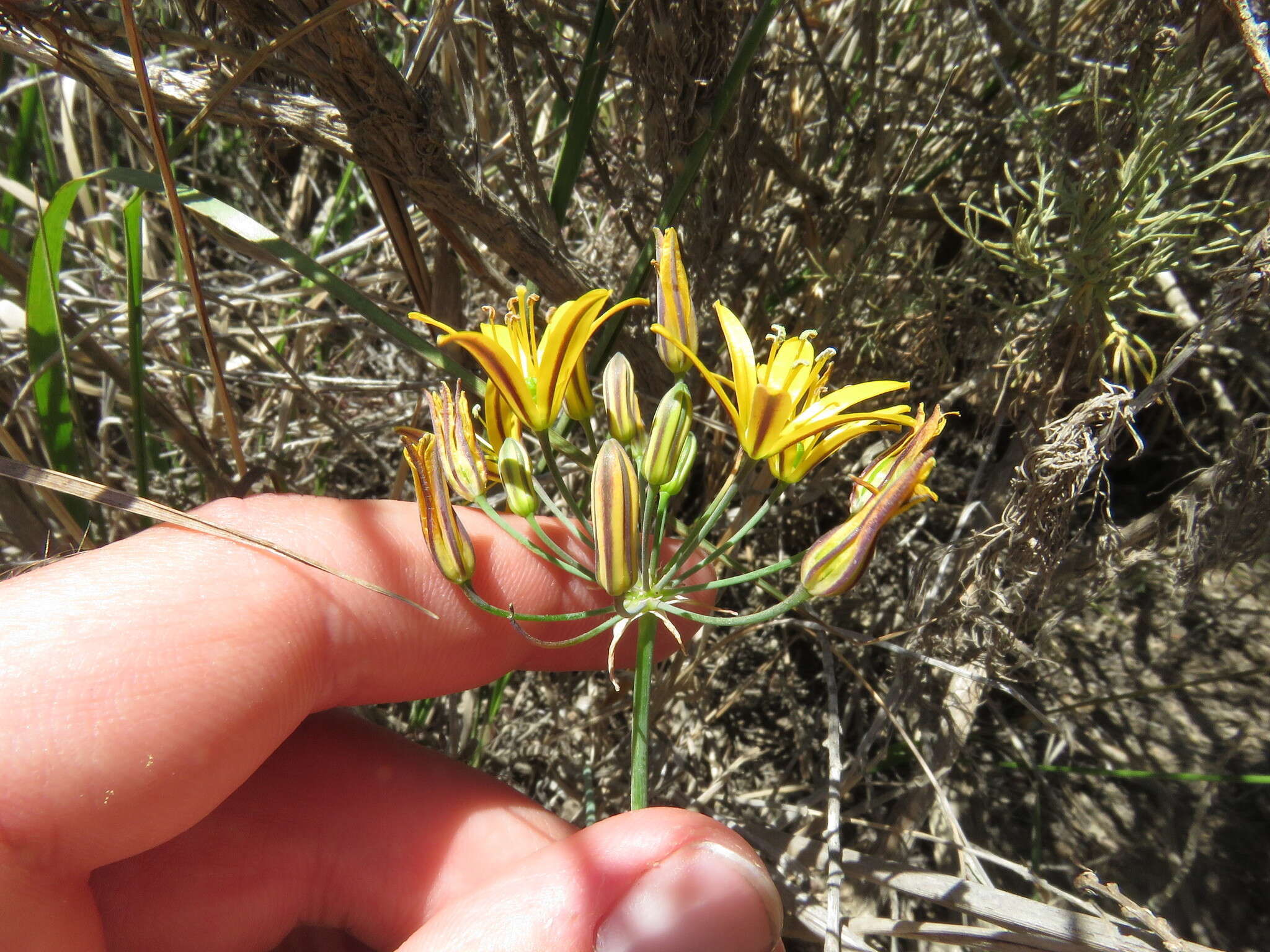 Image of common goldenstar