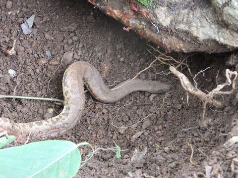 Image of Common Sand Boa