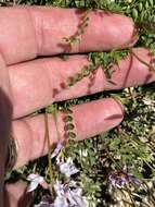 Image of Englemann's milkvetch