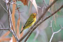 Image de Setophaga petechia aequatorialis (Sundevall 1869)