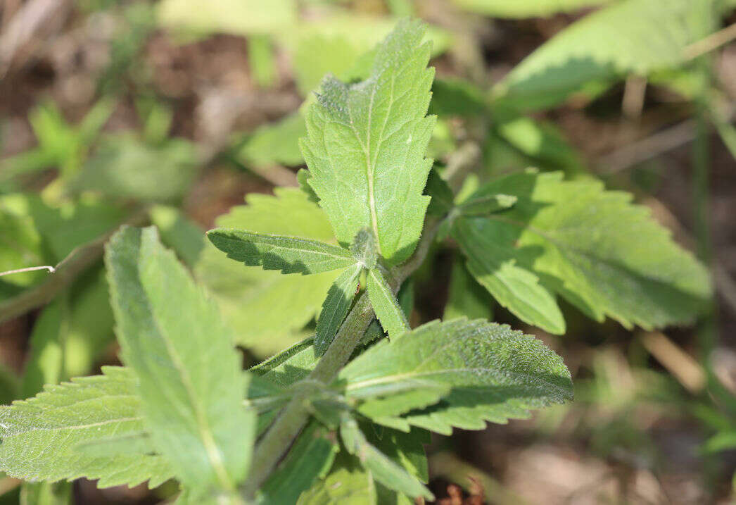 Eupatorium sullivaniae E. E. Schill.的圖片