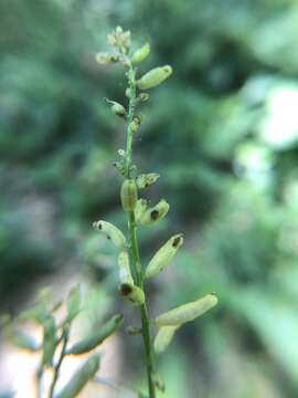 Image of Stalkless Yellowcress