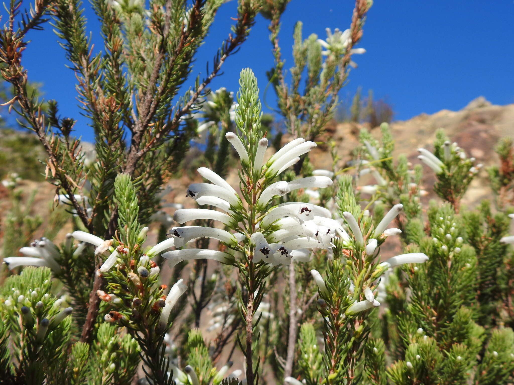 Image of Erica pinea Thunb.