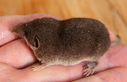 Image of greater white-toothed shrew, house shrew