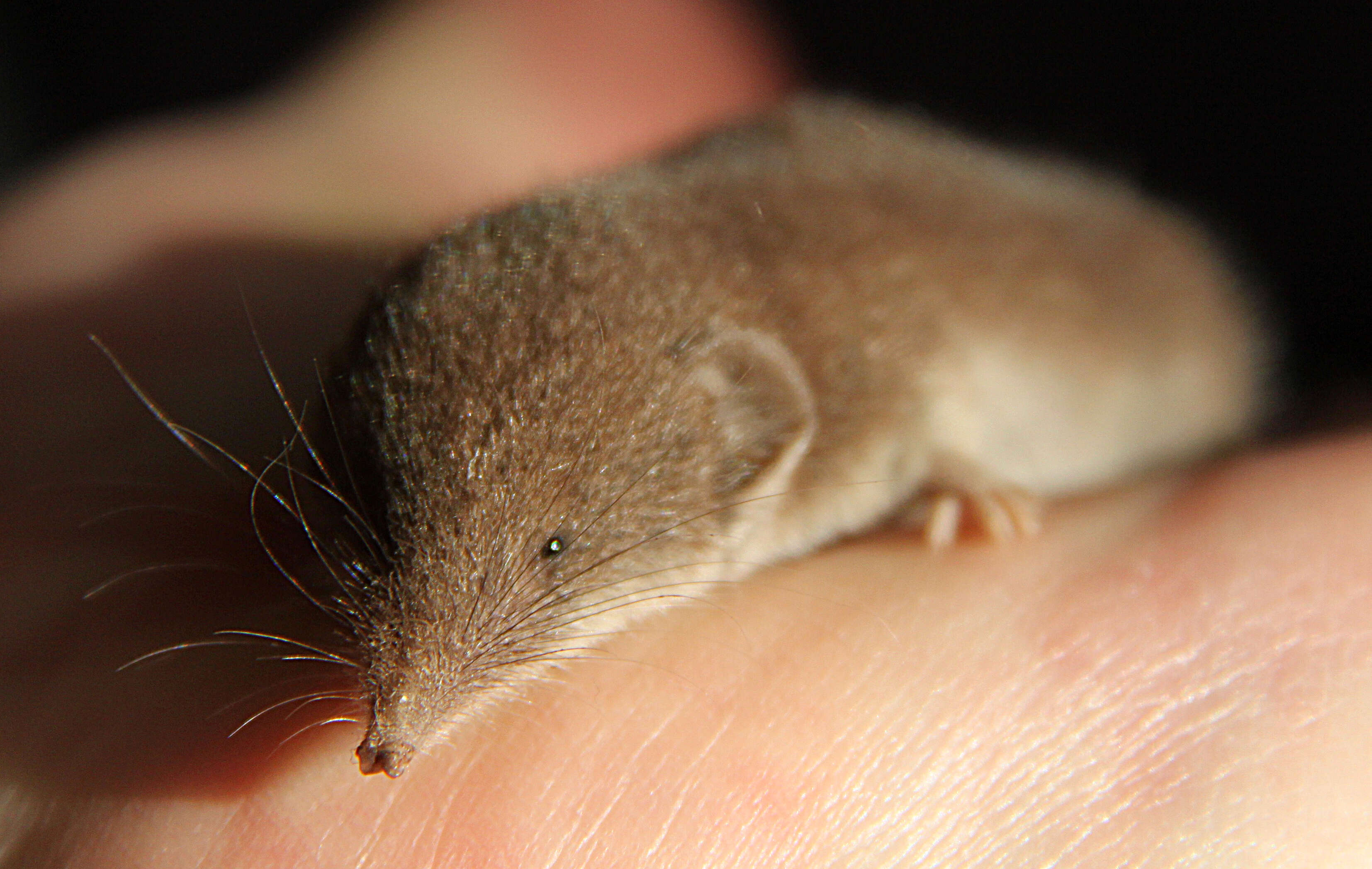 Image of greater white-toothed shrew, house shrew